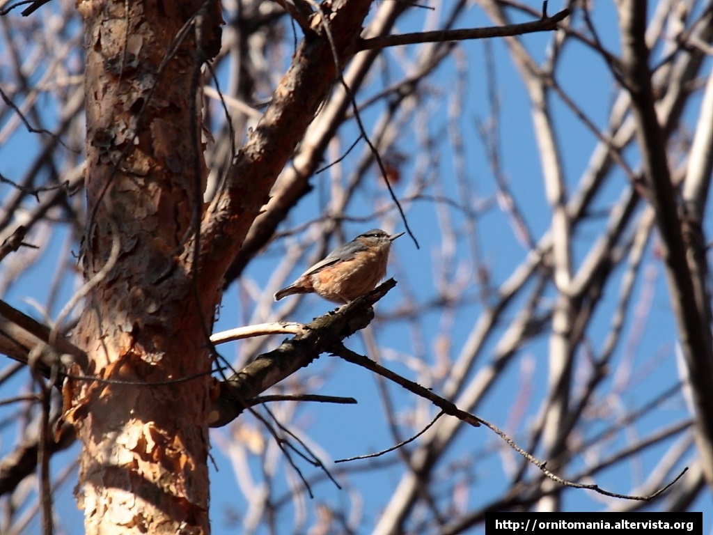 Picchio Muratore e Cincia dal Ciuffo